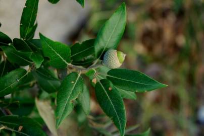 Fotografia da espécie Quercus ilex subesp. ilex