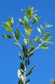 Fotografia da espécie Quercus ilex subesp. ilex