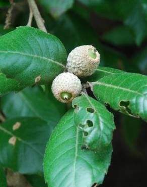 Fotografia 8 da espécie Quercus ilex subesp. ilex no Jardim Botânico UTAD