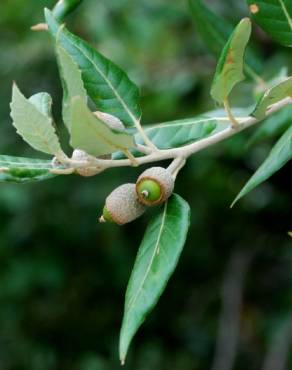 Fotografia 9 da espécie Quercus ilex subesp. ilex no Jardim Botânico UTAD