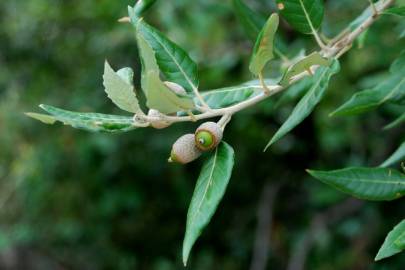 Fotografia da espécie Quercus ilex subesp. ilex