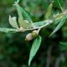 Fotografia 9 da espécie Quercus ilex subesp. ilex do Jardim Botânico UTAD