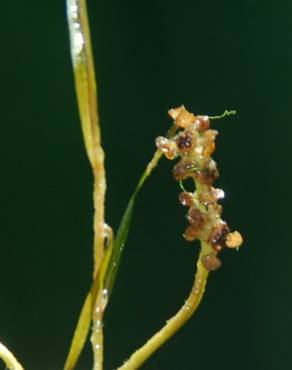 Fotografia 3 da espécie Potamogeton pusillus no Jardim Botânico UTAD