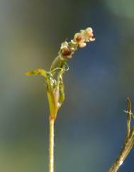 Potamogeton pusillus