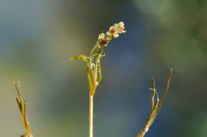 Fotografia da espécie Potamogeton pusillus