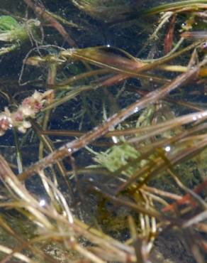 Fotografia 4 da espécie Potamogeton pusillus no Jardim Botânico UTAD