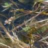 Fotografia 4 da espécie Potamogeton pusillus do Jardim Botânico UTAD