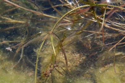 Fotografia da espécie Potamogeton pusillus