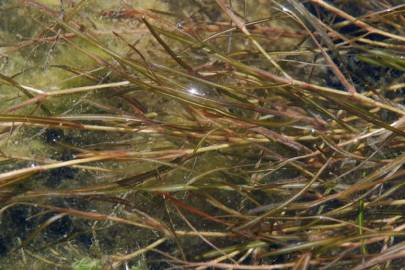 Fotografia da espécie Potamogeton pusillus