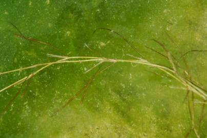 Fotografia da espécie Potamogeton pusillus