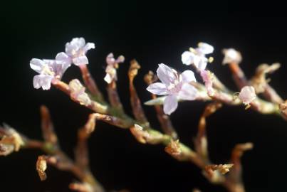 Fotografia da espécie Myriolimon diffusum