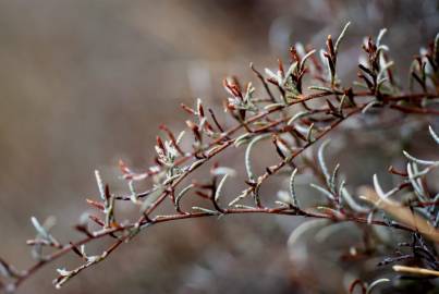 Fotografia da espécie Myriolimon diffusum