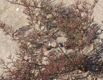Fotografia da espécie Myriolimon diffusum
