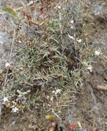 Fotografia da espécie Myriolimon diffusum