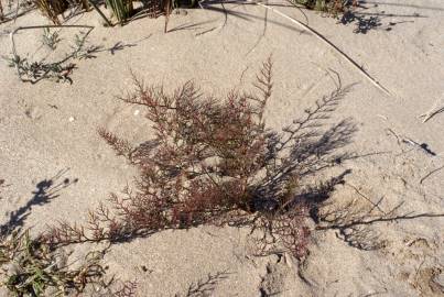 Fotografia da espécie Myriolimon diffusum