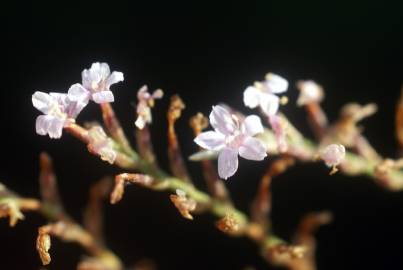 Fotografia da espécie Myriolimon diffusum