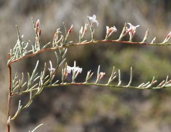 Fotografia da espécie Myriolimon diffusum