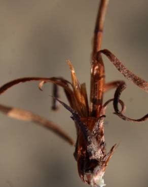 Fotografia 12 da espécie Myriolimon diffusum no Jardim Botânico UTAD