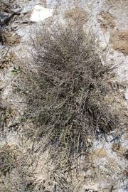 Fotografia da espécie Myriolimon diffusum