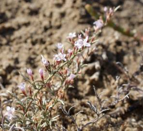 Fotografia da espécie Myriolimon diffusum