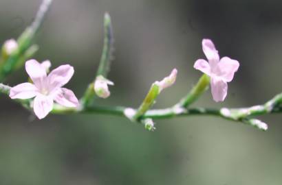 Fotografia da espécie Myriolimon diffusum