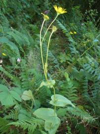 Fotografia da espécie Doronicum carpetanum subesp. carpetanum