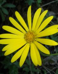 Doronicum carpetanum subesp. carpetanum