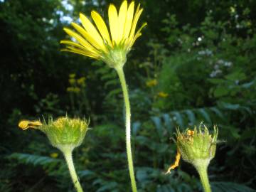 Fotografia da espécie Doronicum carpetanum subesp. carpetanum
