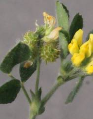 Medicago italica