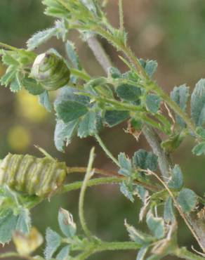 Fotografia 4 da espécie Medicago italica no Jardim Botânico UTAD