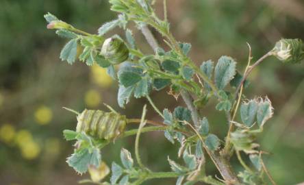 Fotografia da espécie Medicago italica