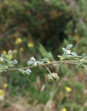 Fotografia 5 da espécie Medicago italica no Jardim Botânico UTAD