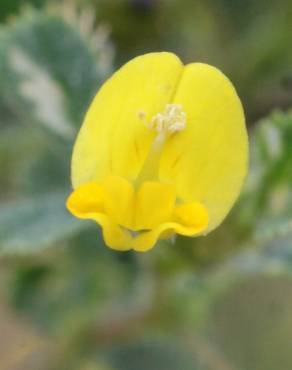 Fotografia 6 da espécie Medicago italica no Jardim Botânico UTAD