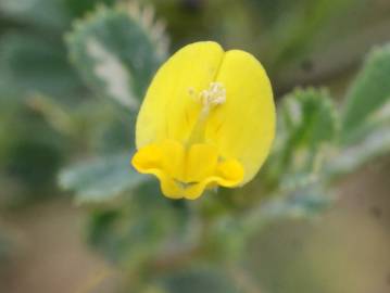 Fotografia da espécie Medicago italica