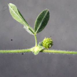 Fotografia da espécie Medicago italica