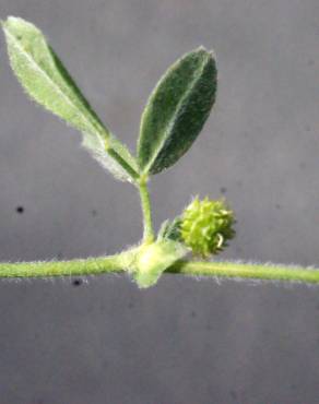 Fotografia 7 da espécie Medicago italica no Jardim Botânico UTAD