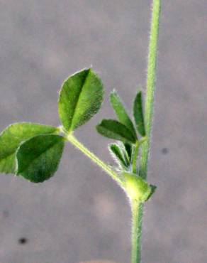 Fotografia 8 da espécie Medicago italica no Jardim Botânico UTAD