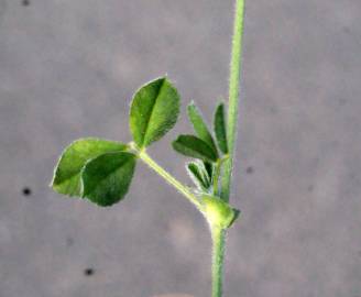 Fotografia da espécie Medicago italica