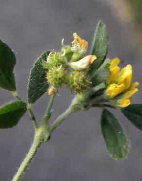 Fotografia 9 da espécie Medicago italica no Jardim Botânico UTAD