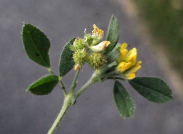 Fotografia da espécie Medicago italica