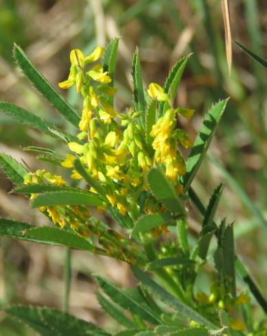 Fotografia de capa Melilotus sulcatus - do Jardim Botânico