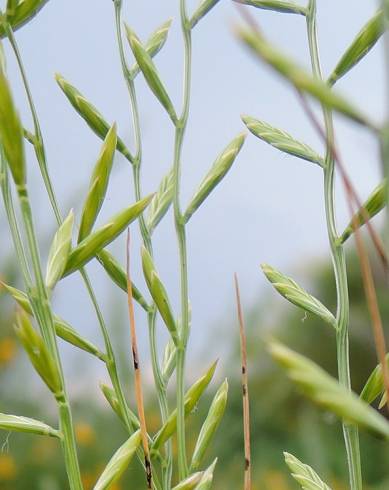 Fotografia de capa Micropyrum patens - do Jardim Botânico