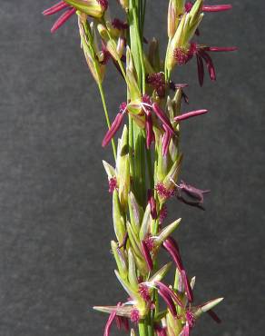 Fotografia 8 da espécie Molinia caerulea no Jardim Botânico UTAD