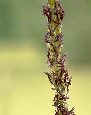 Fotografia 1 da espécie Molinia caerulea no Jardim Botânico UTAD