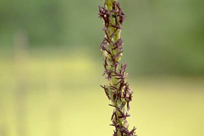 Fotografia da espécie Molinia caerulea