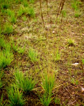 Fotografia 13 da espécie Molinia caerulea no Jardim Botânico UTAD