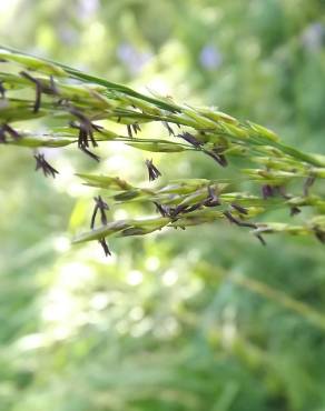 Fotografia 14 da espécie Molinia caerulea no Jardim Botânico UTAD