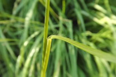 Fotografia da espécie Molinia caerulea