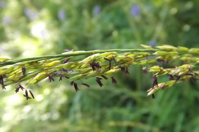 Fotografia da espécie Molinia caerulea