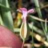 Fotografia 8 da espécie Vaccaria hispanica do Jardim Botânico UTAD